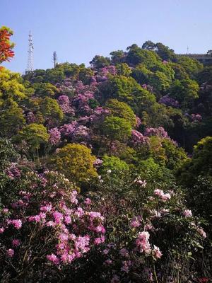 2019年深圳梧桐山杜鵑花驚艷亮相，錯過又要等一年！