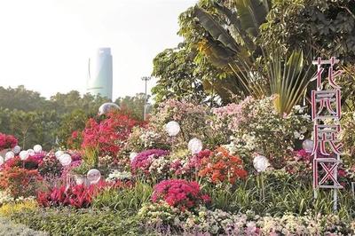 2020深圳簕杜鵑花展 花海爭艷，市民熱情高漲迎周末