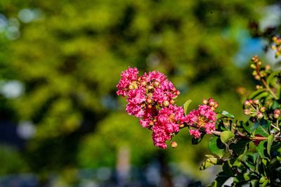 紫薇花 絢爛多姿，點(diǎn)綴七月的鵬城