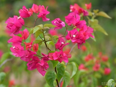 花開紫荊園，綠意滿人間——記深圳花卉之美