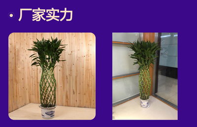 深圳辦公室花卉租賃優選 富貴竹籠，點亮綠色辦公空間