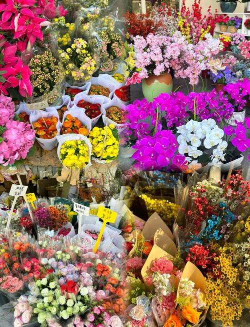 深圳前海公園·荷蘭花卉小鎮 都市綠洲與歐陸風情的浪漫邂逅