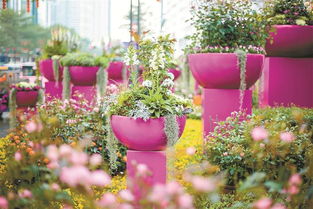 這個春節，羅湖用鮮花“裝點”濃濃年味兒