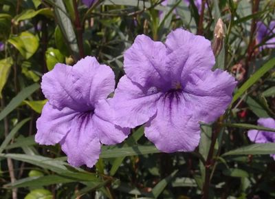 深圳8月花歷 炎夏中的絢爛與清涼