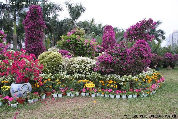 簕杜鵑 鵬城綻放的市花，見證深圳的繁榮與活力