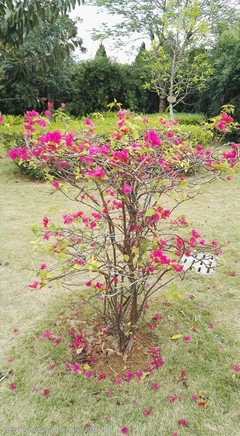 深圳的市花 簕杜鵑與城市花卉之美